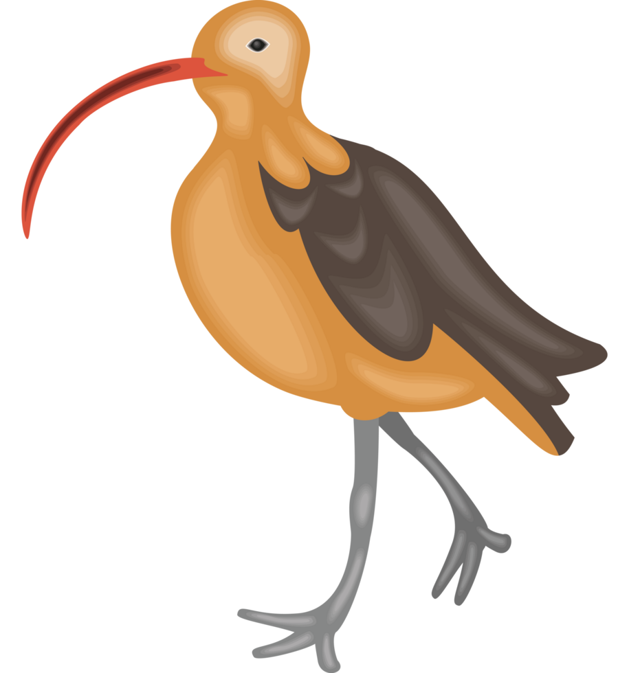 ibis species of bird png