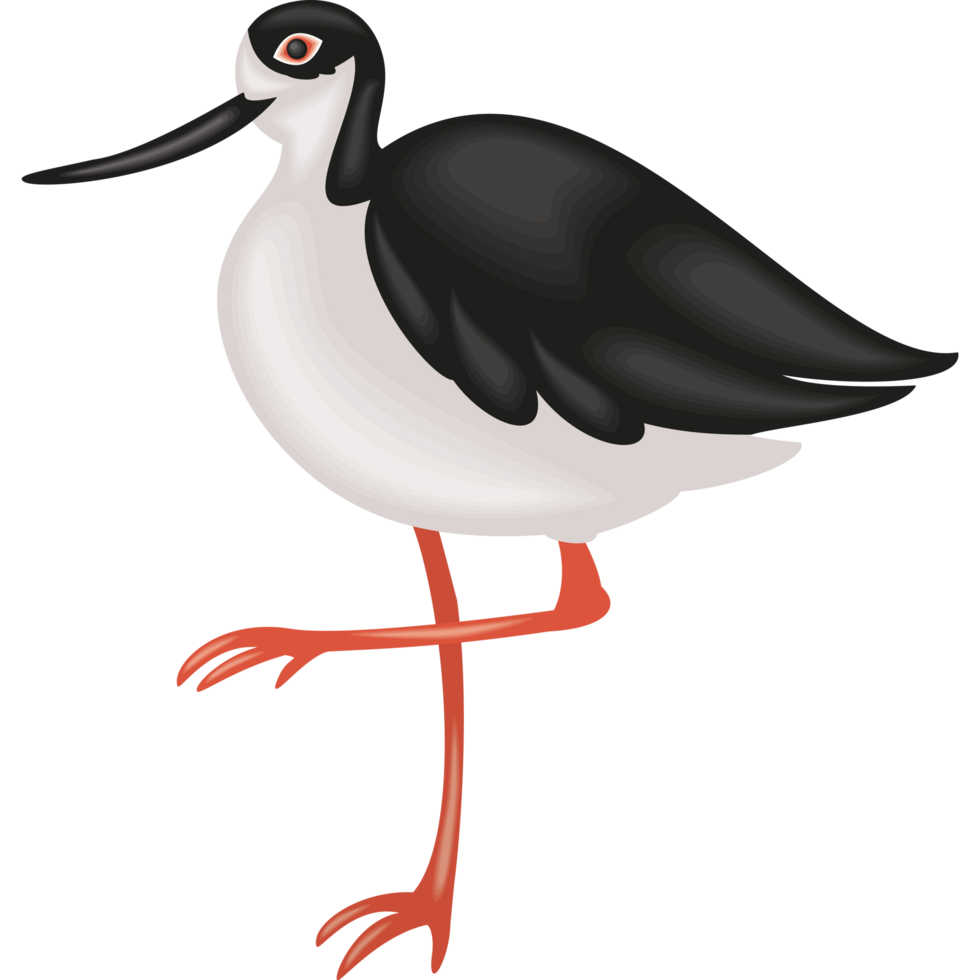 black necked stilt bird png