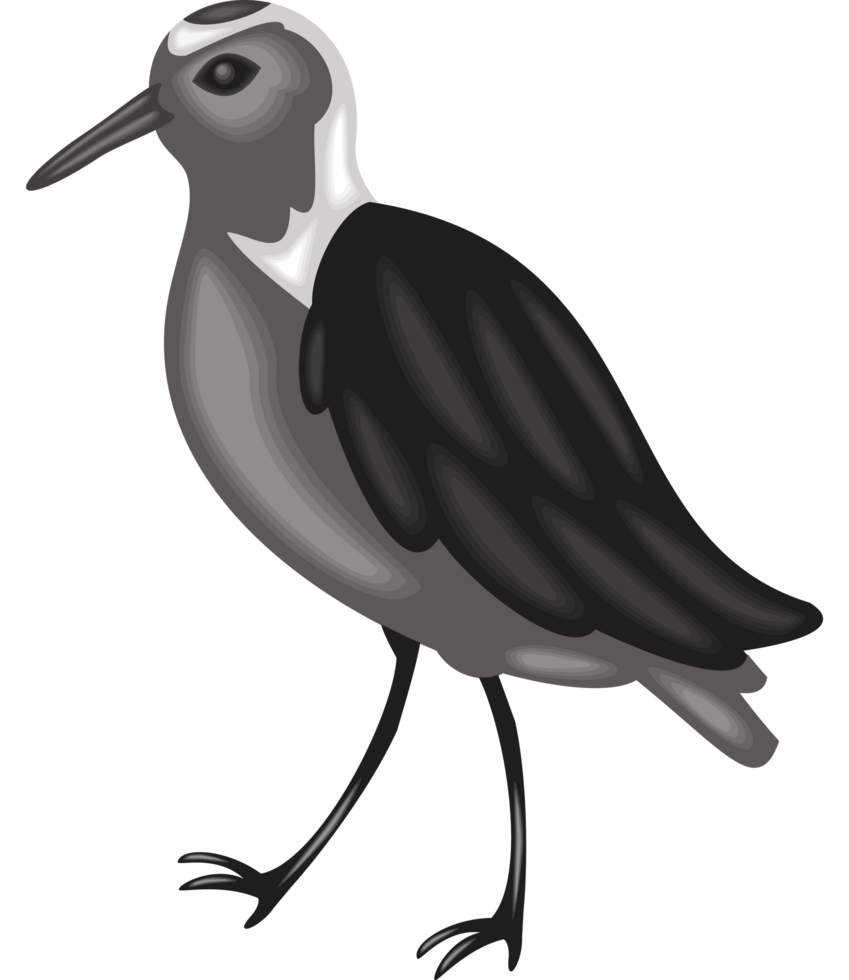 spur winged plover bird png