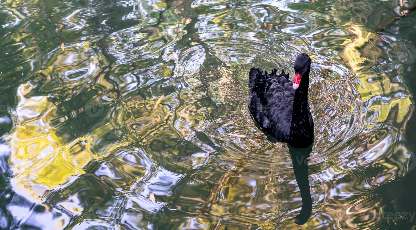 Beautiful graceful black swan bird floating on water of lake copy space Ornithology and birdwatching photo