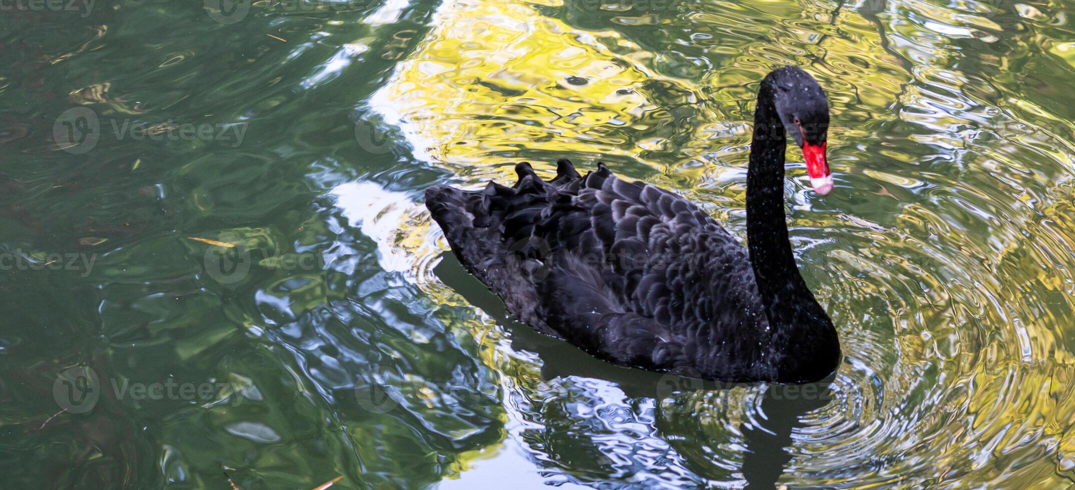 Black swan floating on the lake water Ornithology , birdwatching photo