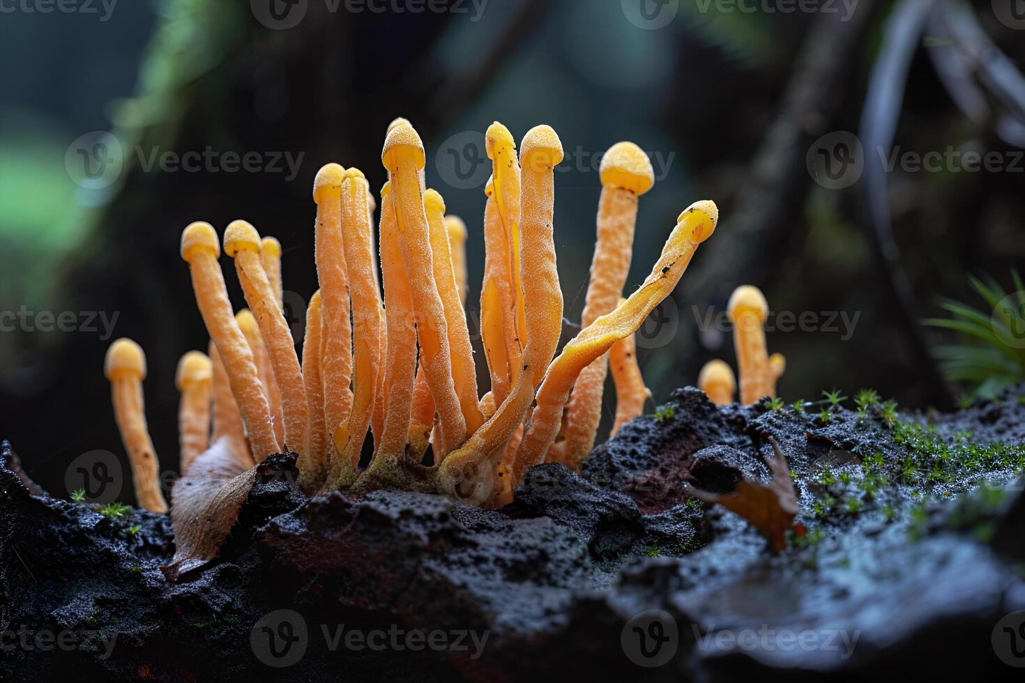 close-up of cordyceps mushroom growing in nature fungus Cordyceps militaris Traditional Chinese medicine photo