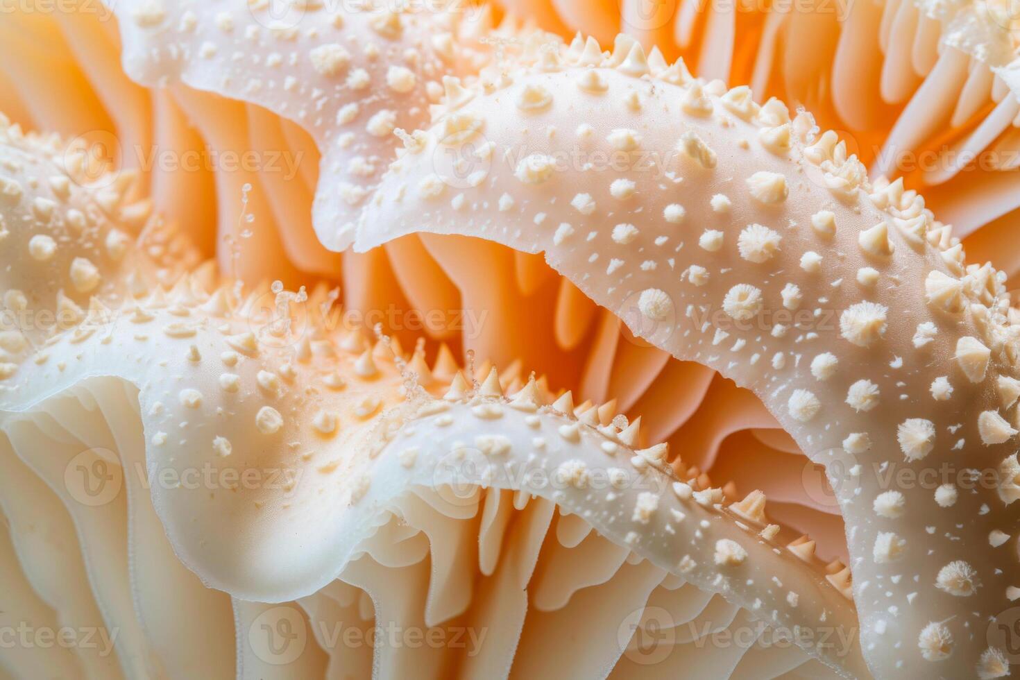 texture of fly agaric mushrooms close-up Abstract natural background poster design photo