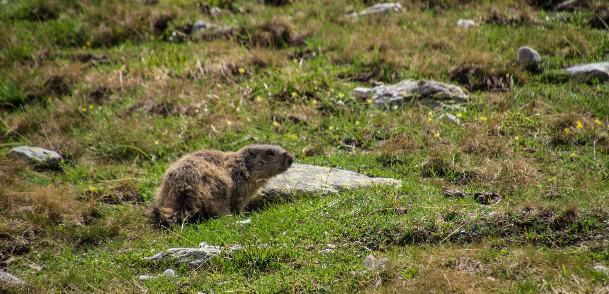 a marmot standing on the grass in the mountains photo