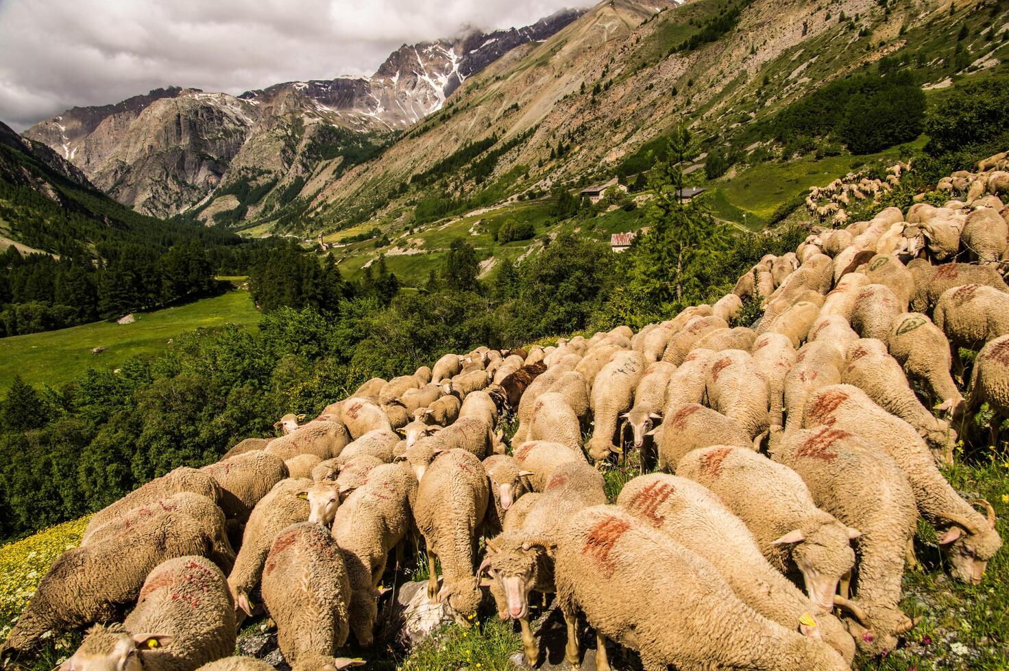 a flock of sheep photo