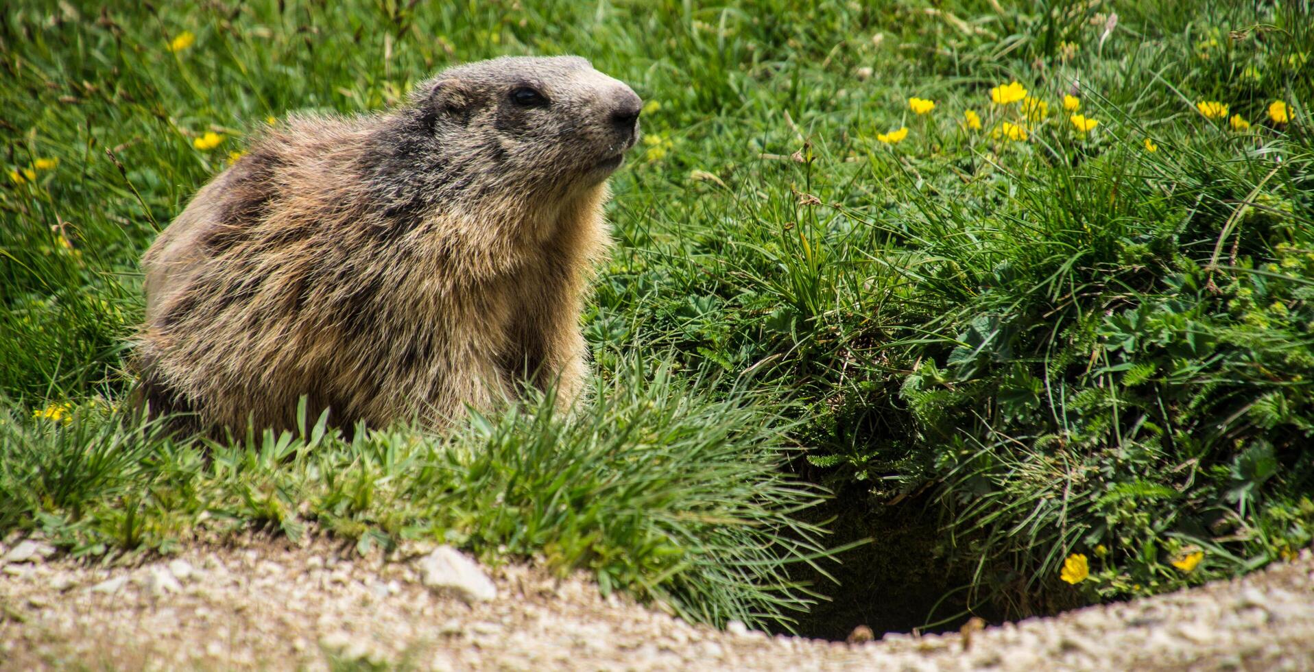 a marmot standing in the grass near a hole photo