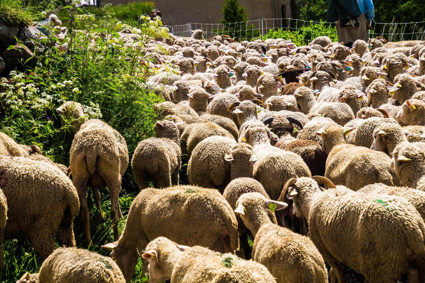 a herd of sheep photo