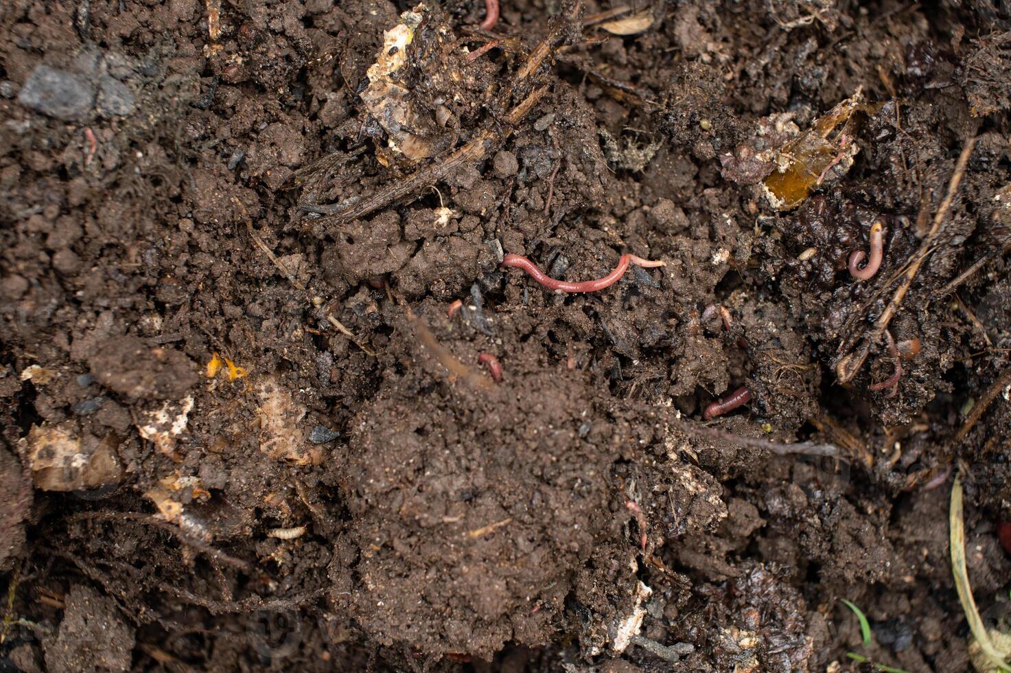Earthworms in Fertile Soil Closeup photo