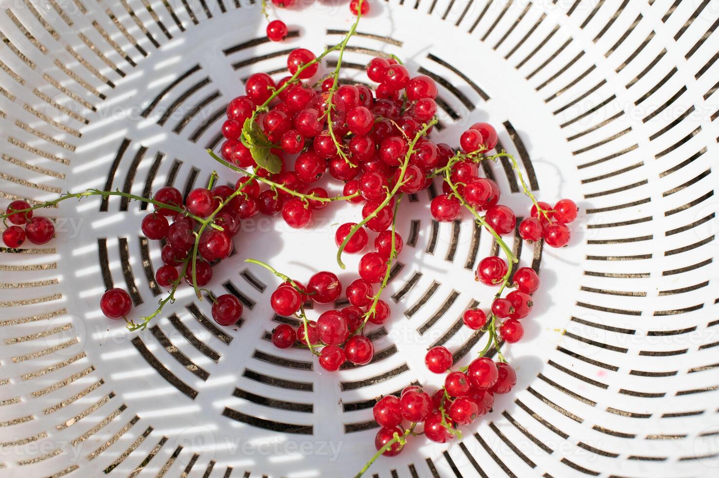 Fresh Red Currants on White Circular Patterned Plate photo