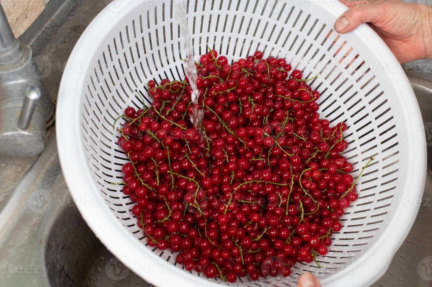 Fresh Red Currants Being Rinsed in a White Colander in Sink photo