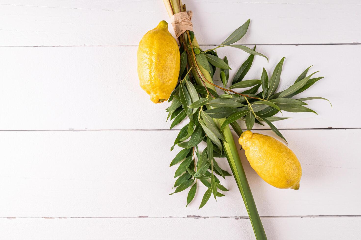 Green willow branches, palm branches, citrus fruits on a white wooden background. The concept of the Sukkot holiday. A copy space. top view. photo