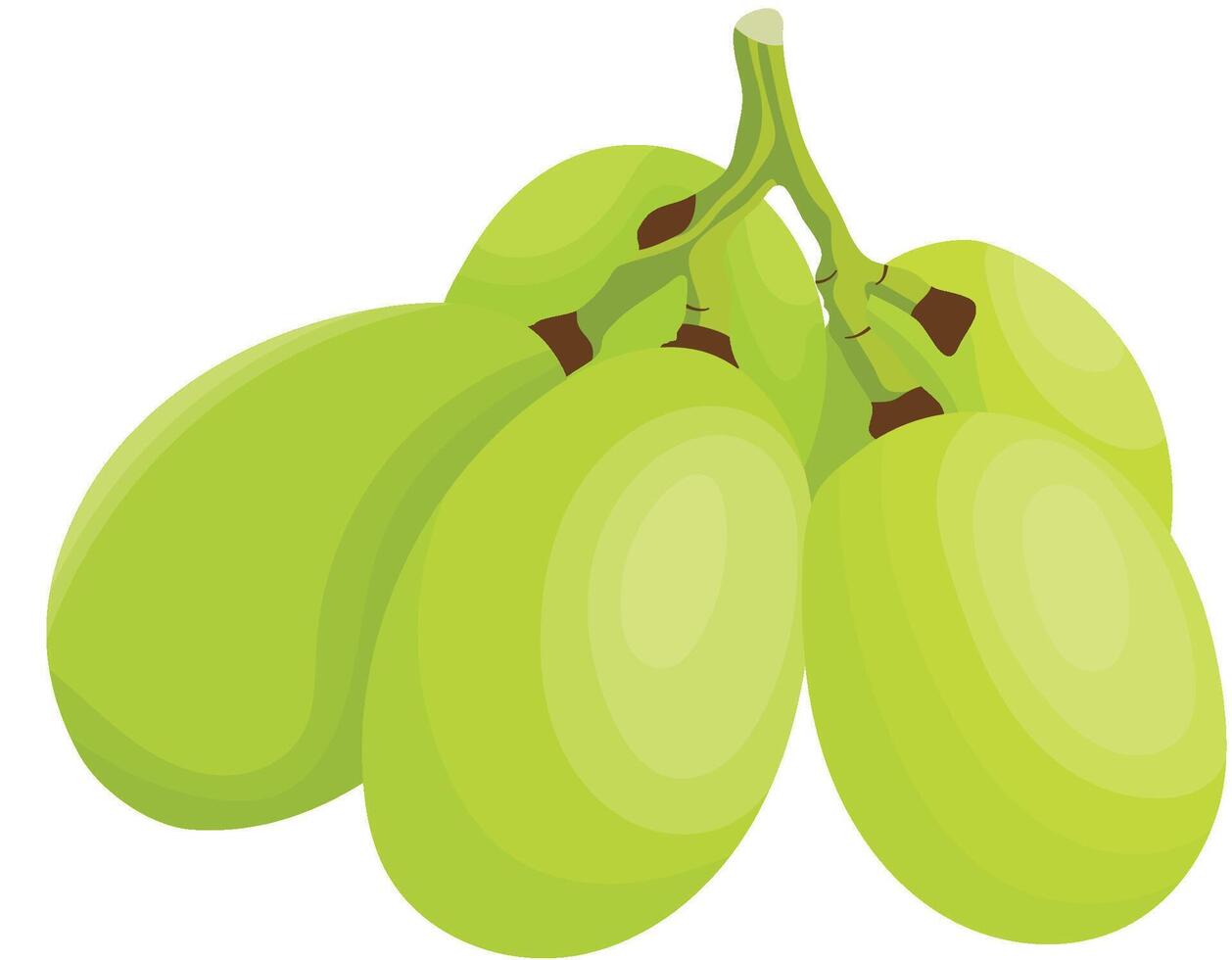 Fresh Green Grapes Fruits Isolated on White Background vector
