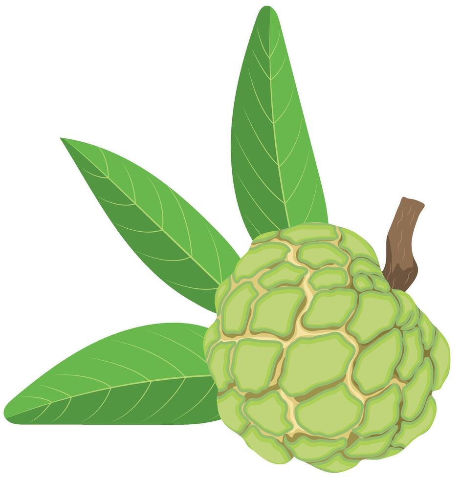 Sugar Apple or Custard Apple Fruits Isolated on White Background vector