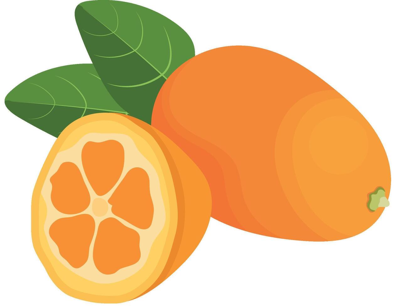 Cumquat or Kumquat Citrus Fruits with Leaf Isolated on White Background vector