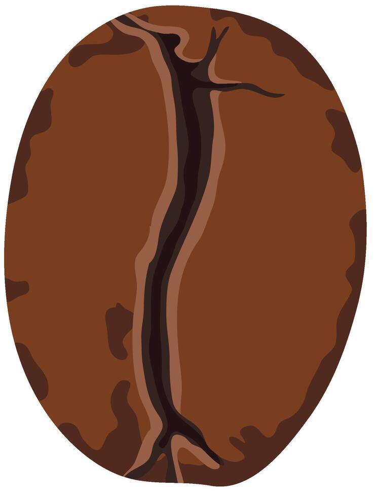 Arabica or Robustra Coffee Bean Isolated on White Background vector