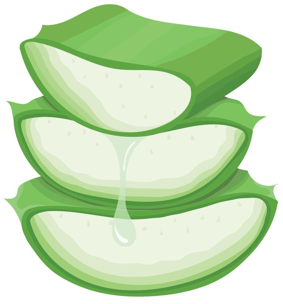 Aloe Vera Slices with Dripping Gel Isolated on White Background vector