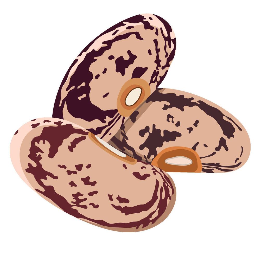 Raw Pinto Beans or Kidney Beans Isolated on White Background vector
