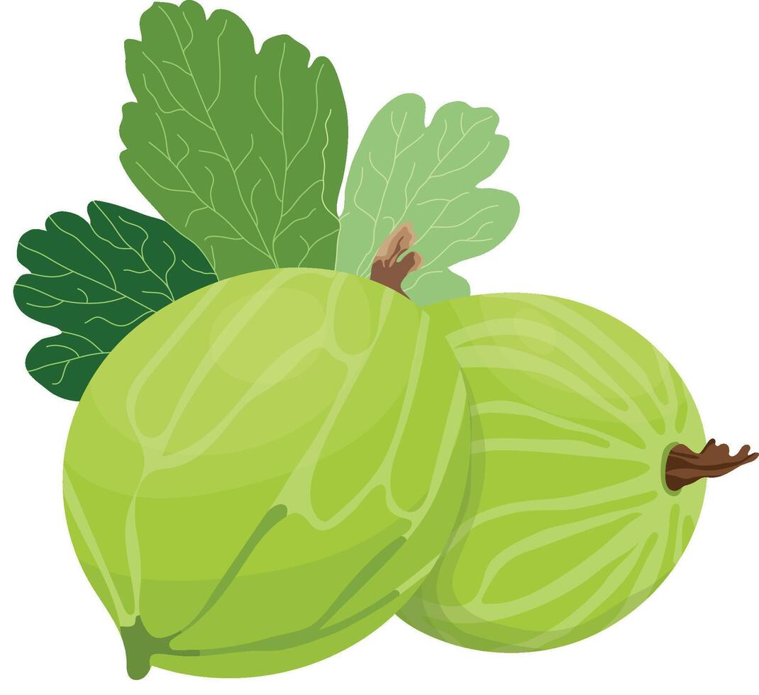 Green Gooseberry Fruits with Leaves Isolated on White Background vector