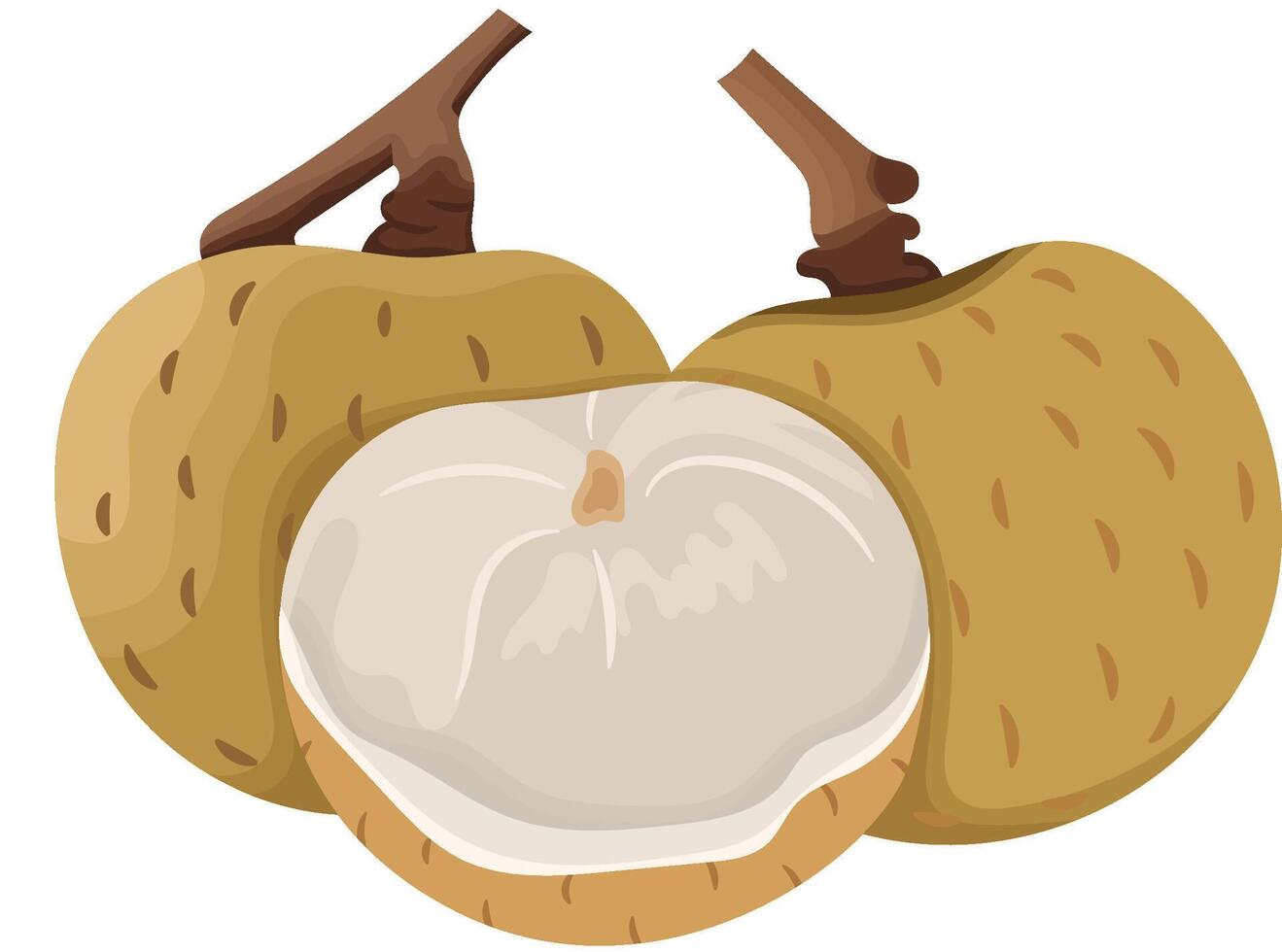 Longan Fruit with Peeled Isolated on White Background vector