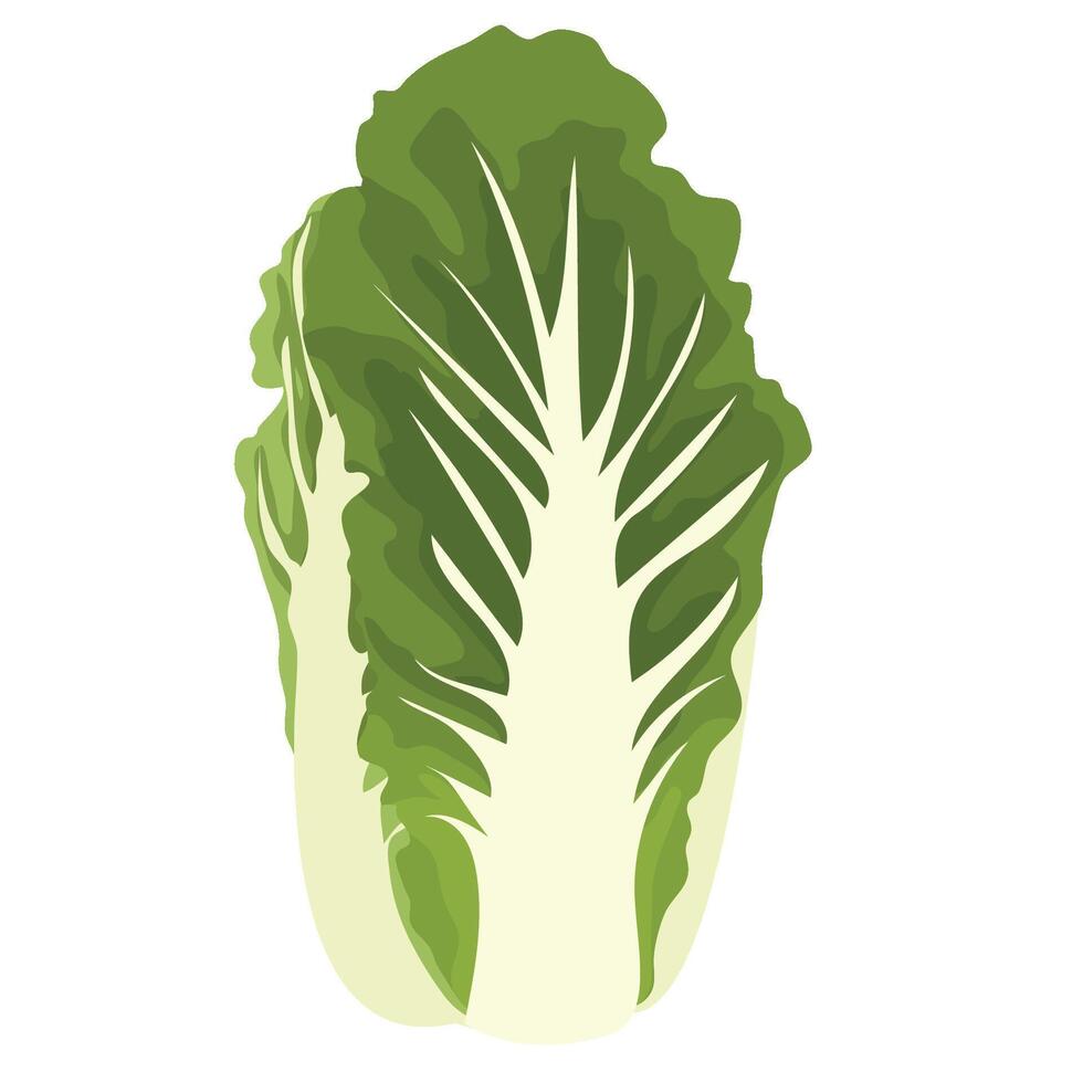 Napa Cabbage Vegetable Isolated on White Background vector
