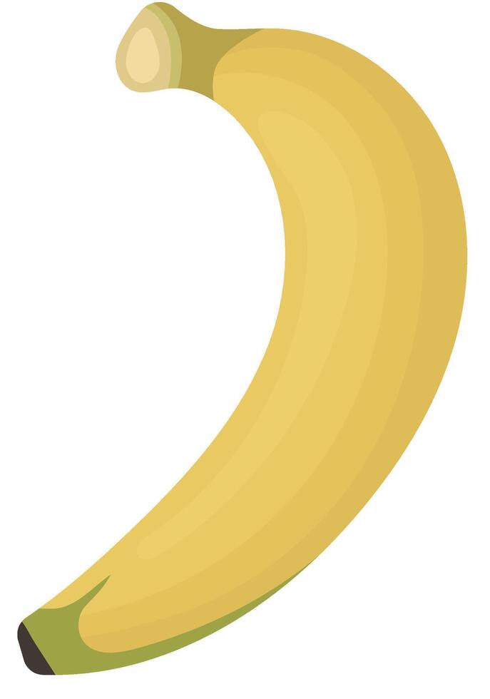 Single of Ripe Banana Stage Isolated on White Background vector