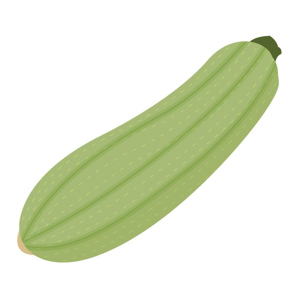 Zucchini Vegetable Isolated on White Background vector