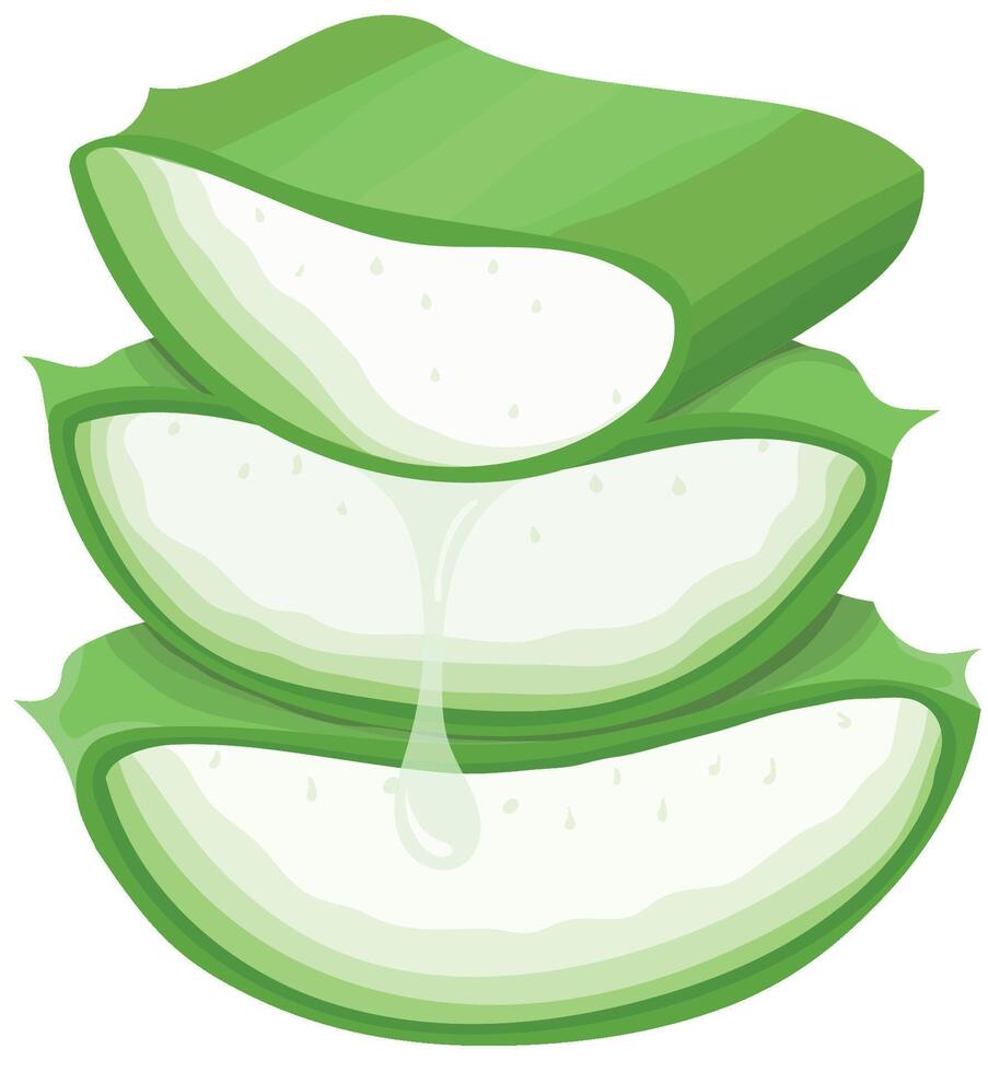Aloe Vera Slices with Dripping Gel Isolated on White Background vector