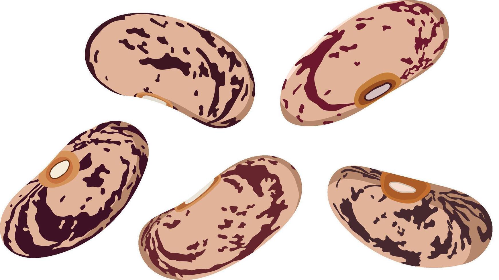 Raw Pinto Beans or Kidney Beans Isolated on White Background vector