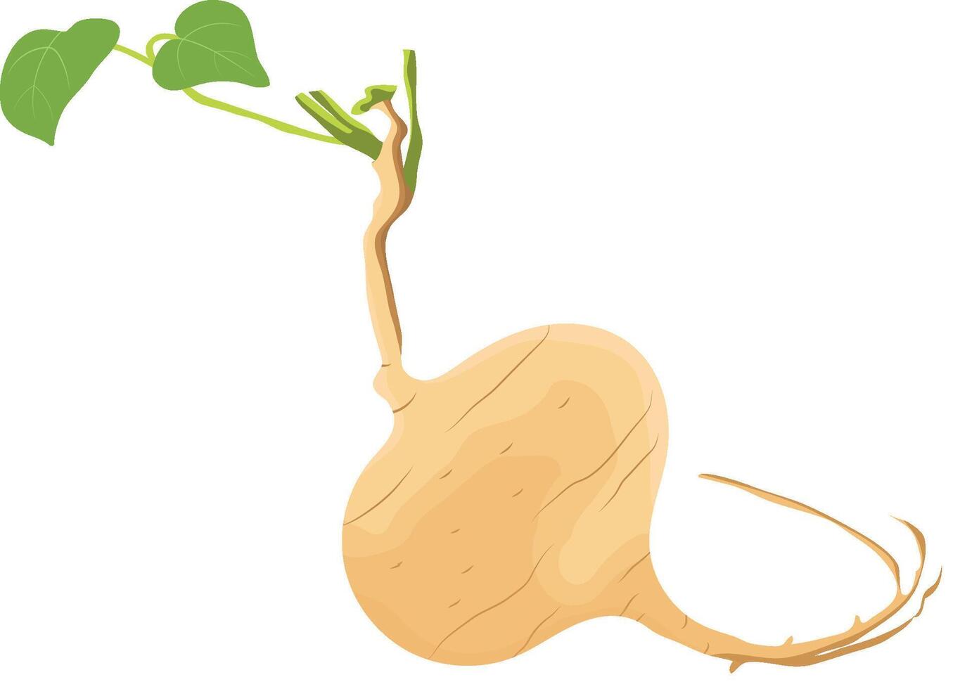 Jicama Root Fruits with Leaf Isolated on White Background vector