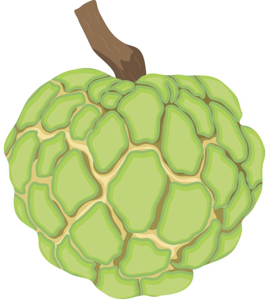 Sugar Apple or Custard Apple Fruits Isolated on White Background vector