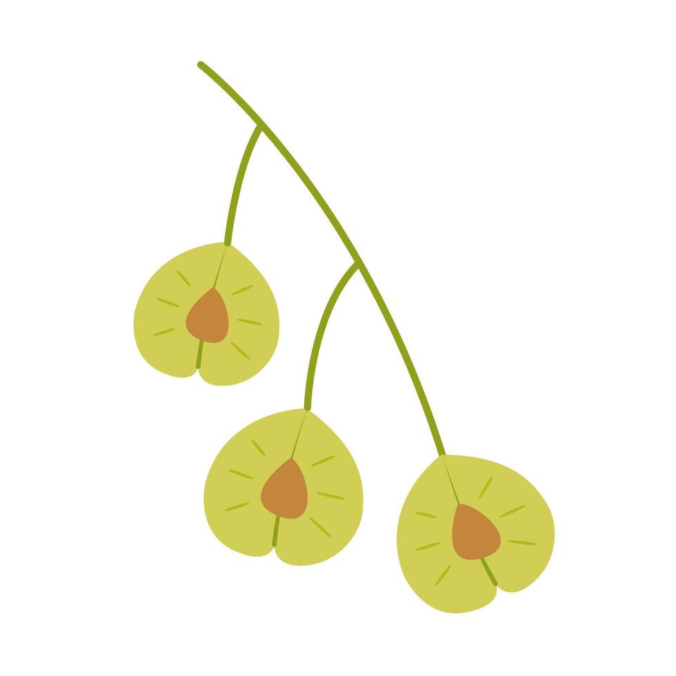 Elm seeds. Hand drawn trendy flat style isolated on white background illustration. vector