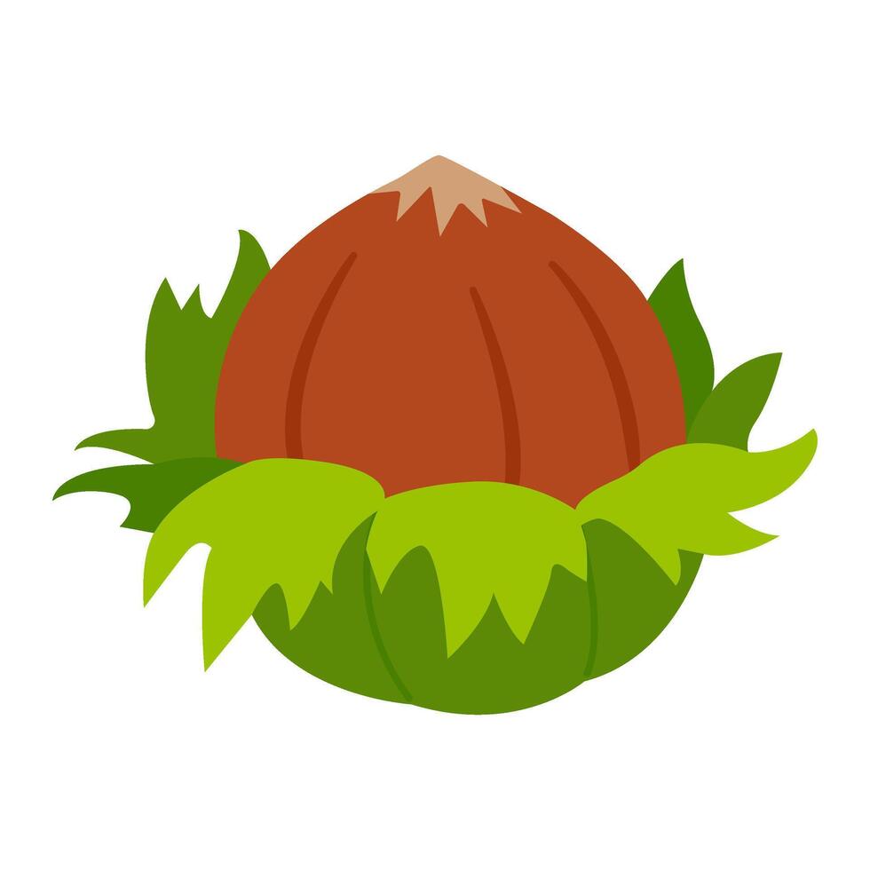 Hazelnut fresh, ripe and tasty, healthy treat, snacks. Hand drawn trendy flat style isolated illustration vector