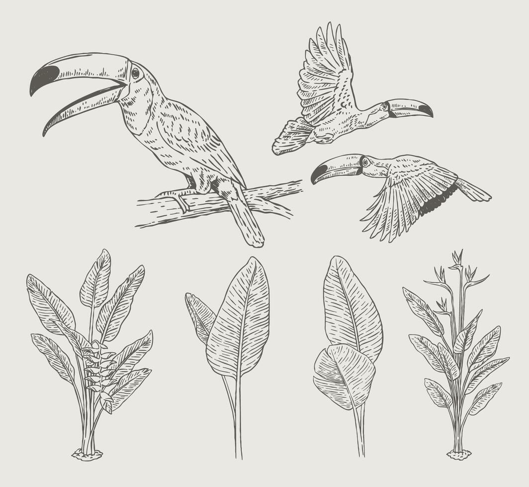 hand drawn toucan and heliconia illustration vector