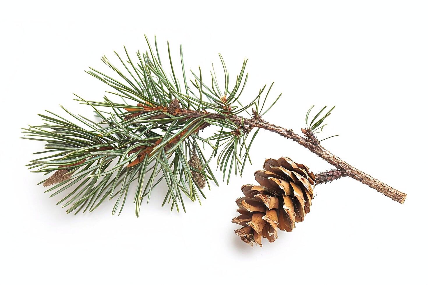 Fir tree branch with cone isolated on white background. photo