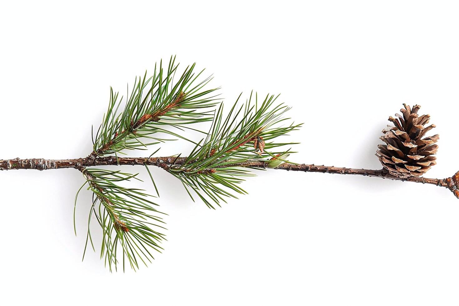 Pine branch with cones photo