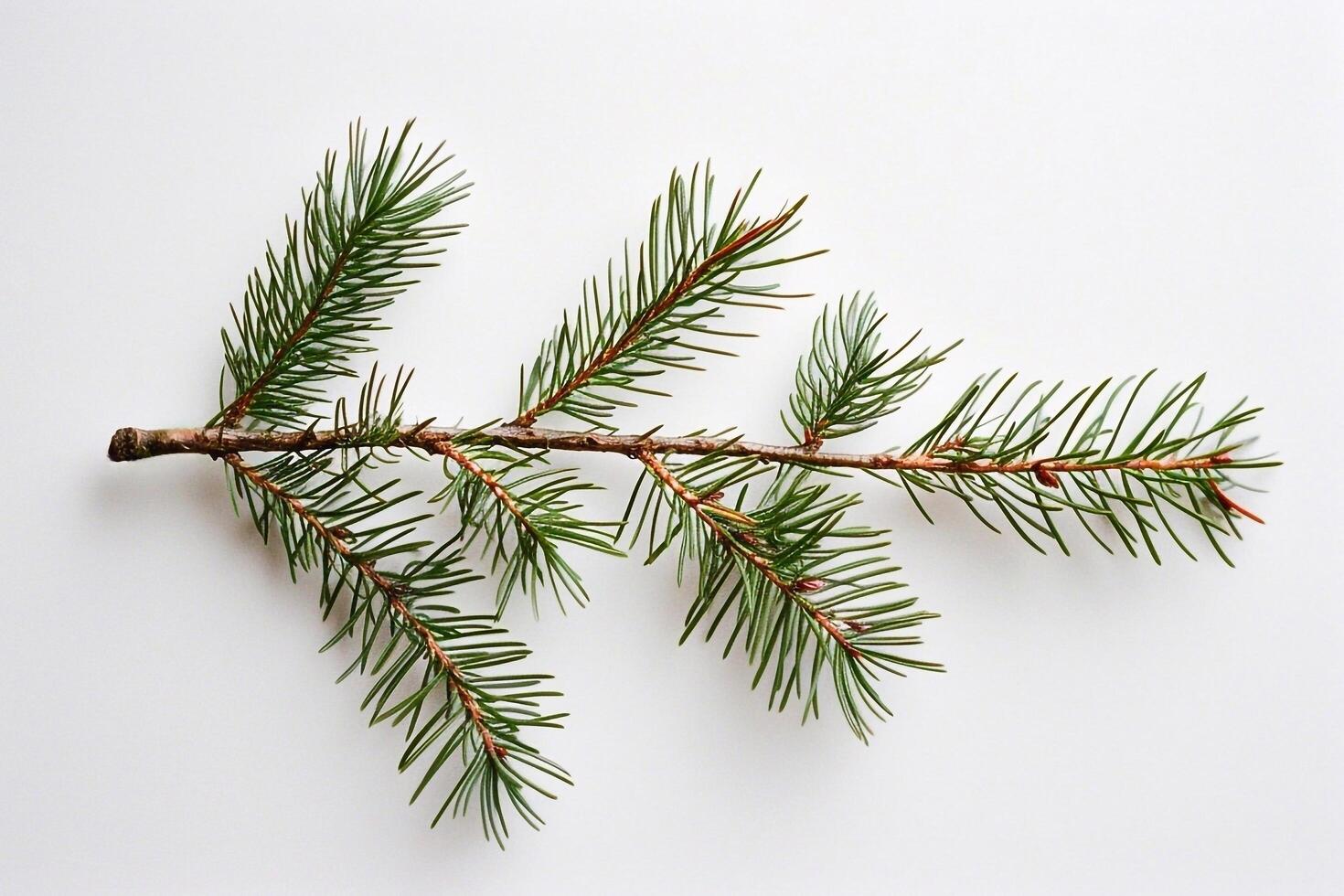 Spruce branch on a white background. photo