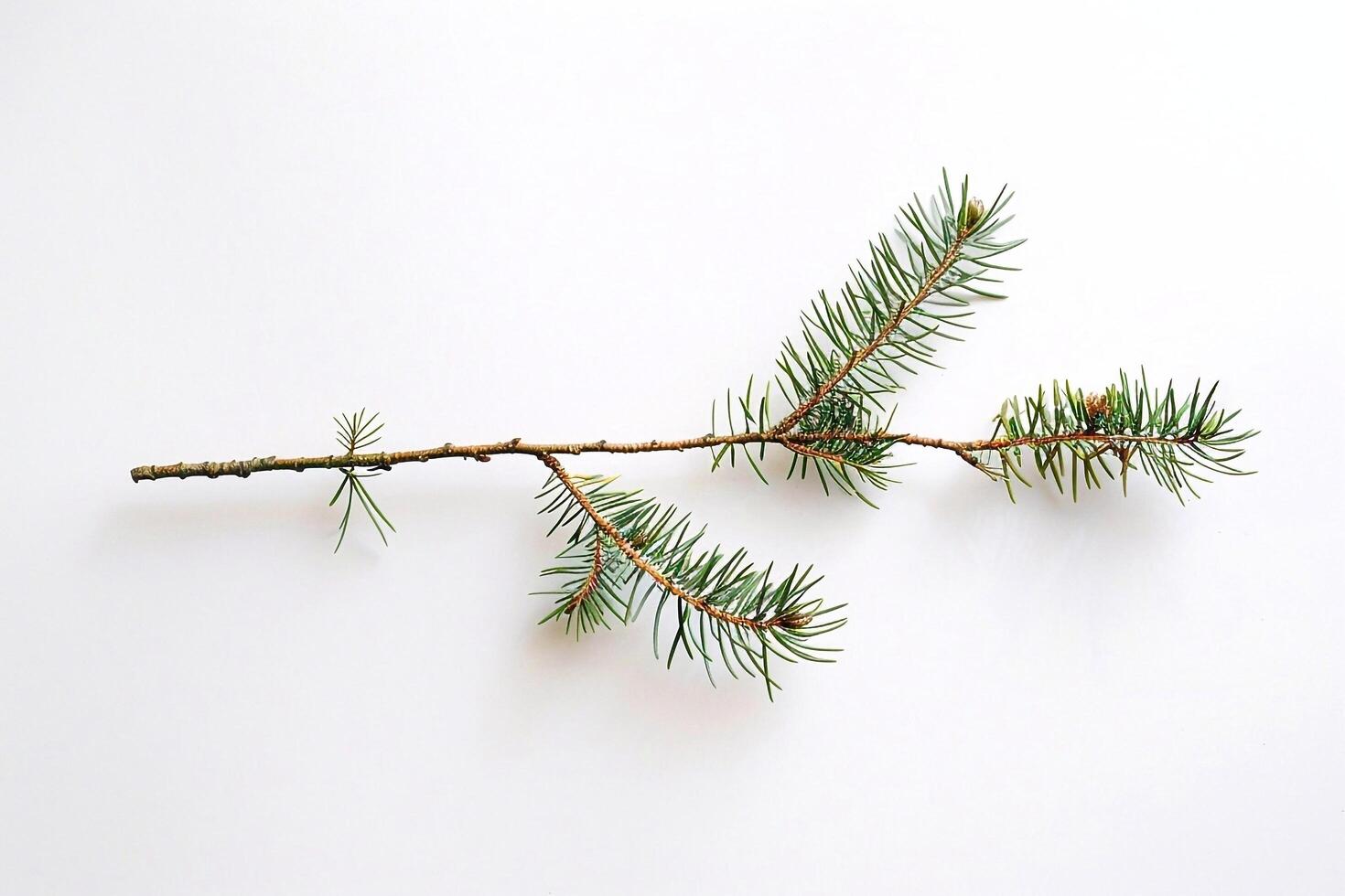 Fir tree branch on a white background. photo
