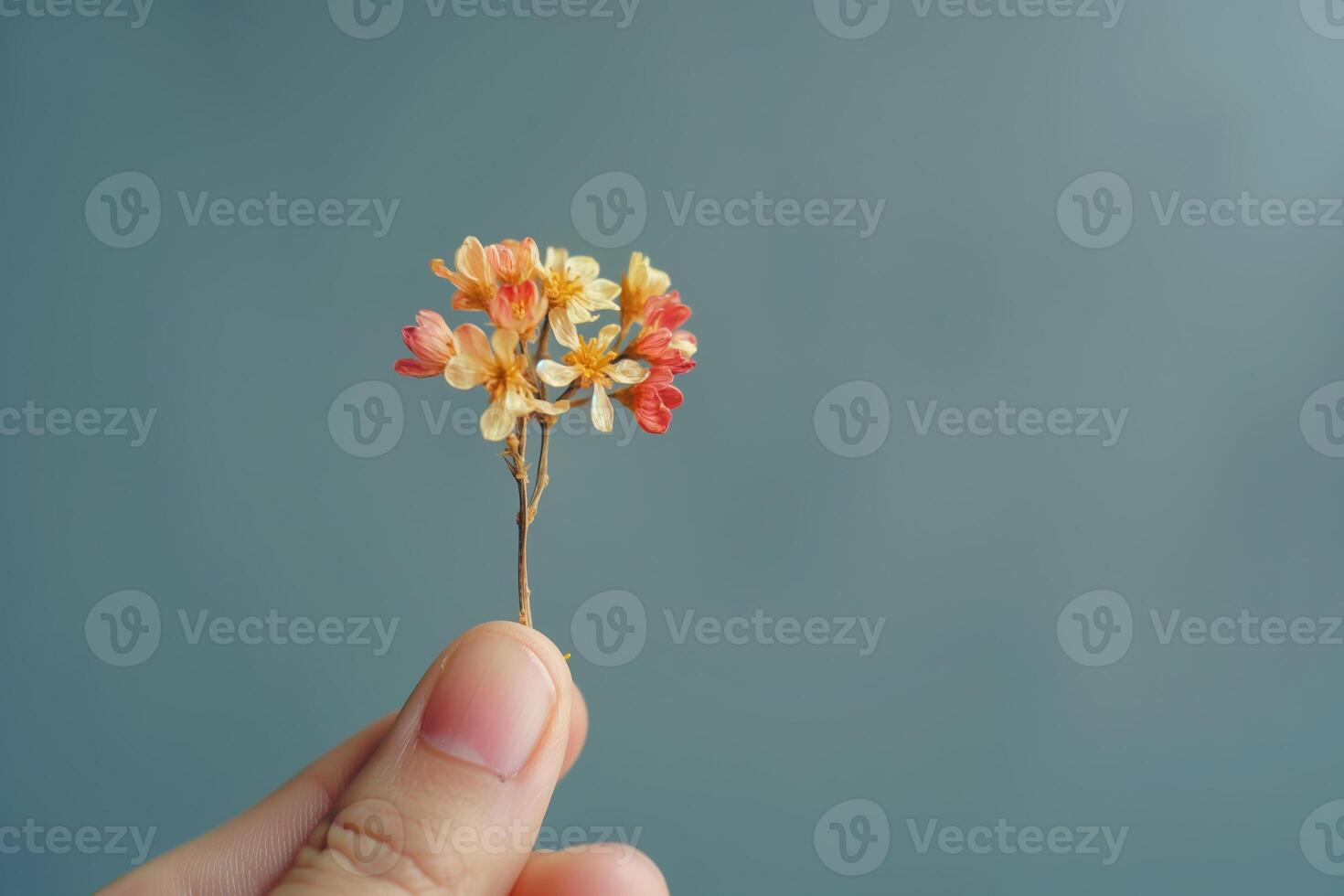 Hand Holding Tiny Colorful Dried Flowers Against Soft Blue Background photo