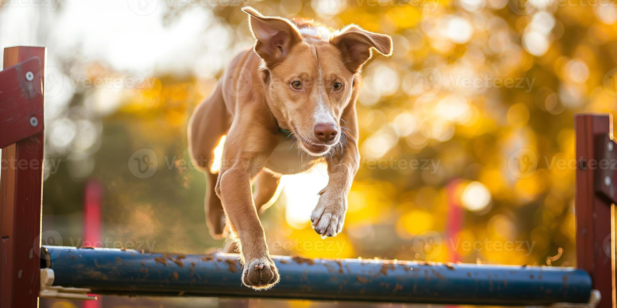 Energetic Dog Leaping Over Hurdle in Park during Golden Hour photo