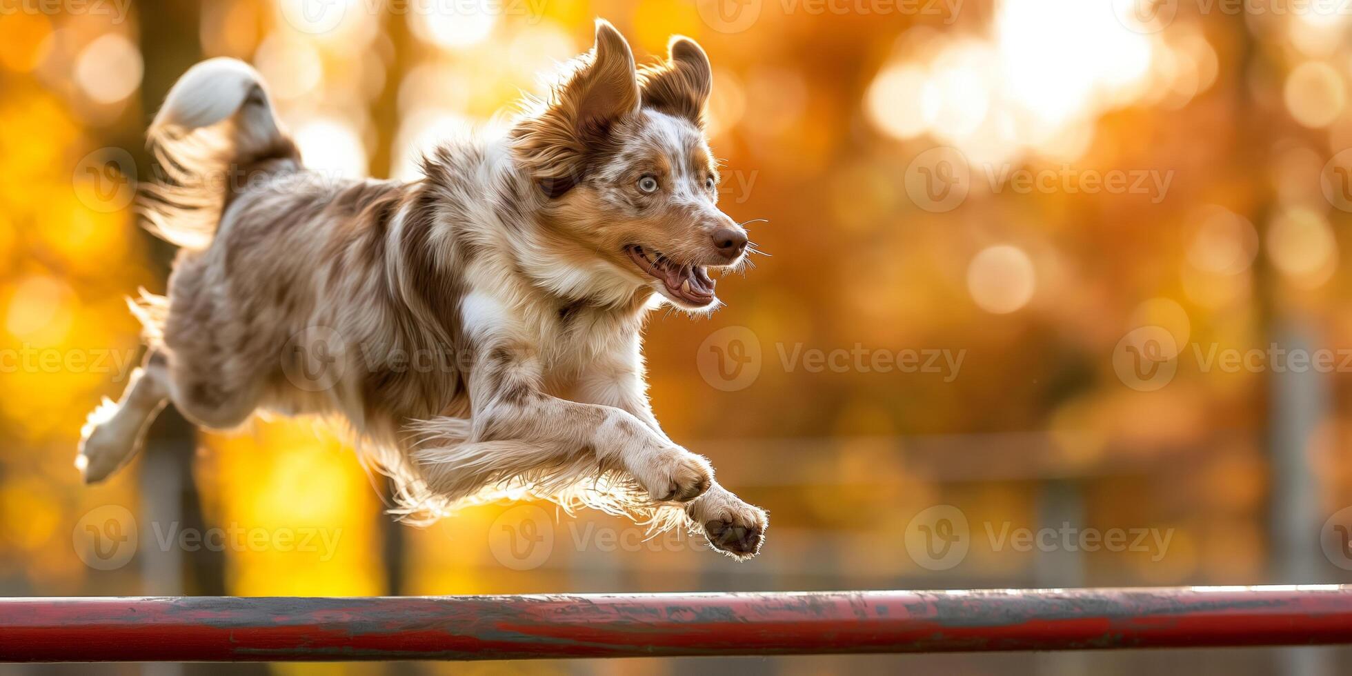 Energetic Dog Leaping Over Obstacle in Autumn Park photo