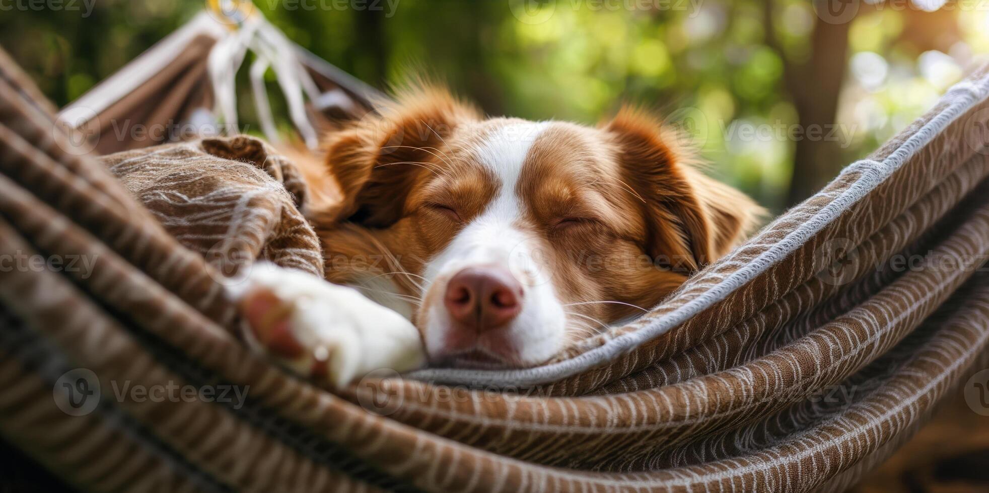 Peaceful Dog Sleeping in Hammock Outdoors on Sunny Day photo