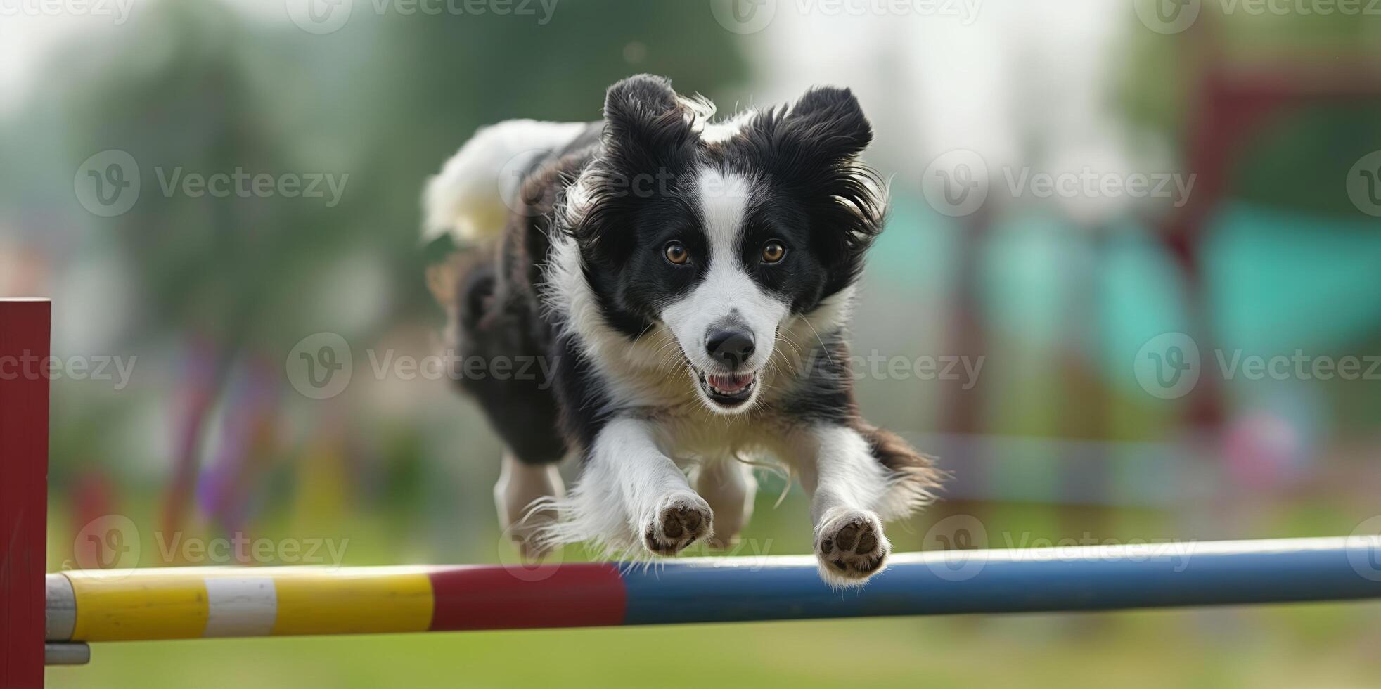Energetic Border Collie Leaping Over Obstacle in Outdoor Dog Agility Course photo