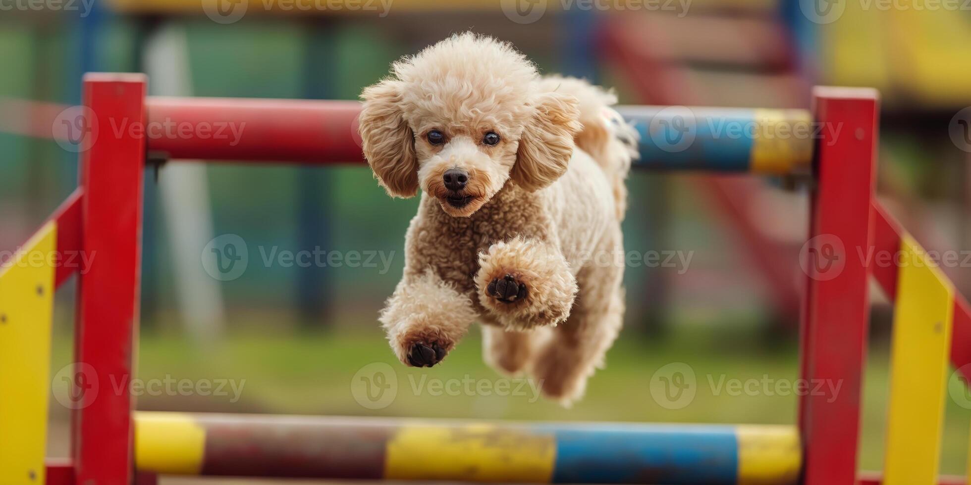 Energetic Poodle Dog Jumping Over Colorful Hurdle in Agility Training Park photo