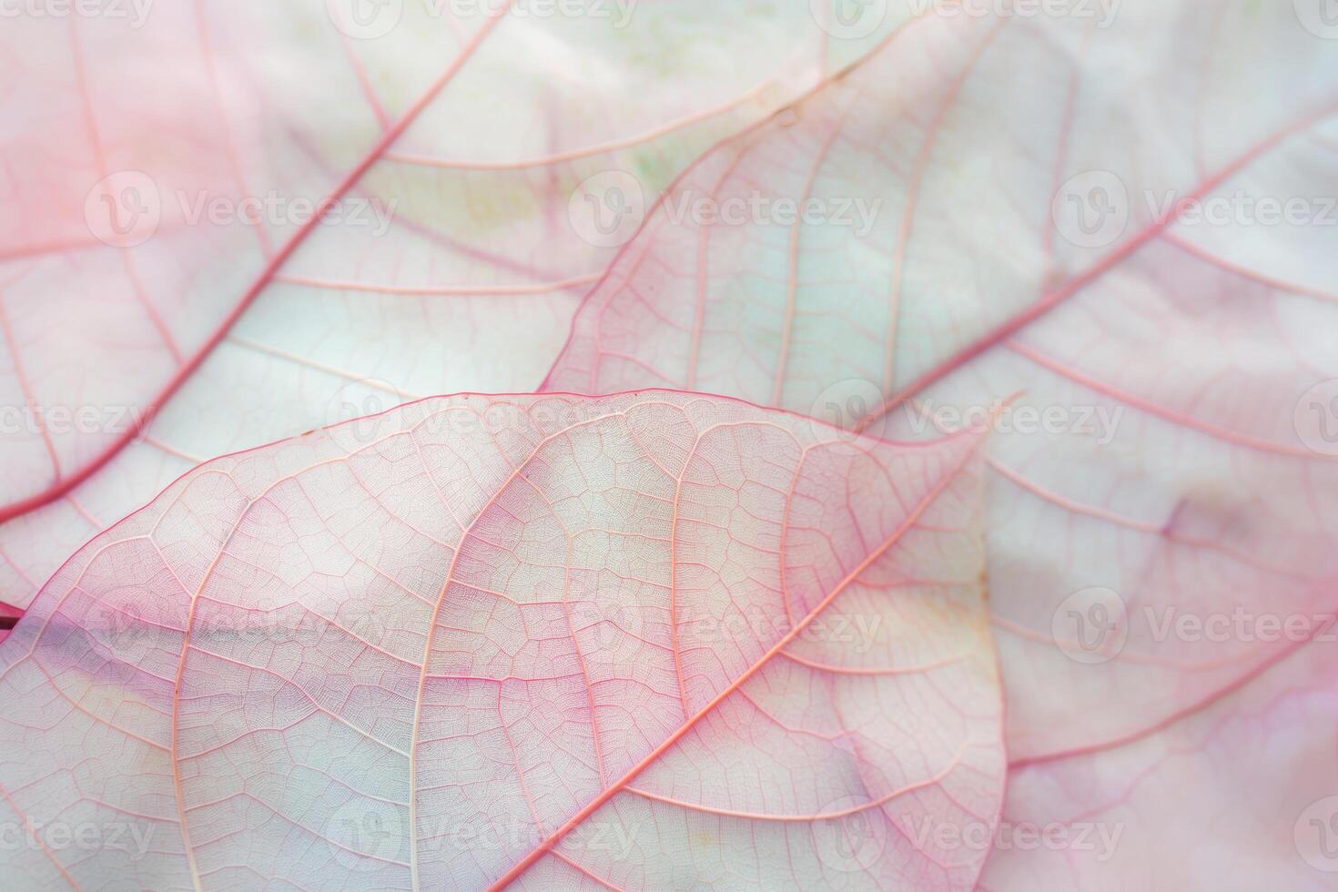CloseUp of Delicate Pink and White Leaf Veins in a Natural Abstract Pattern photo