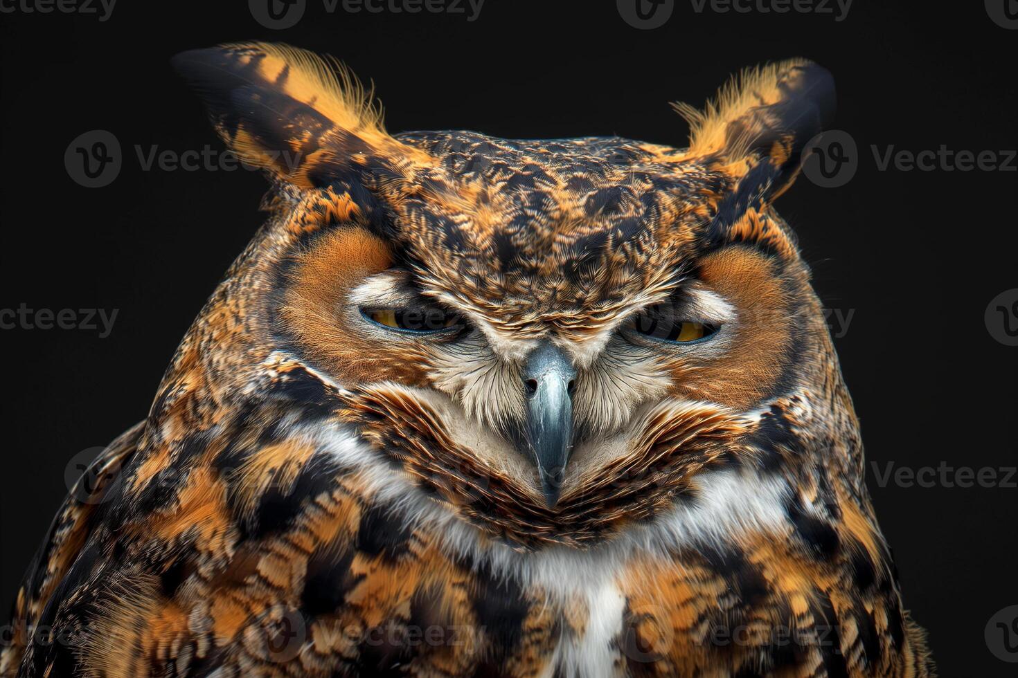 CloseUp Portrait of a Majestic Owl Against Black Background photo