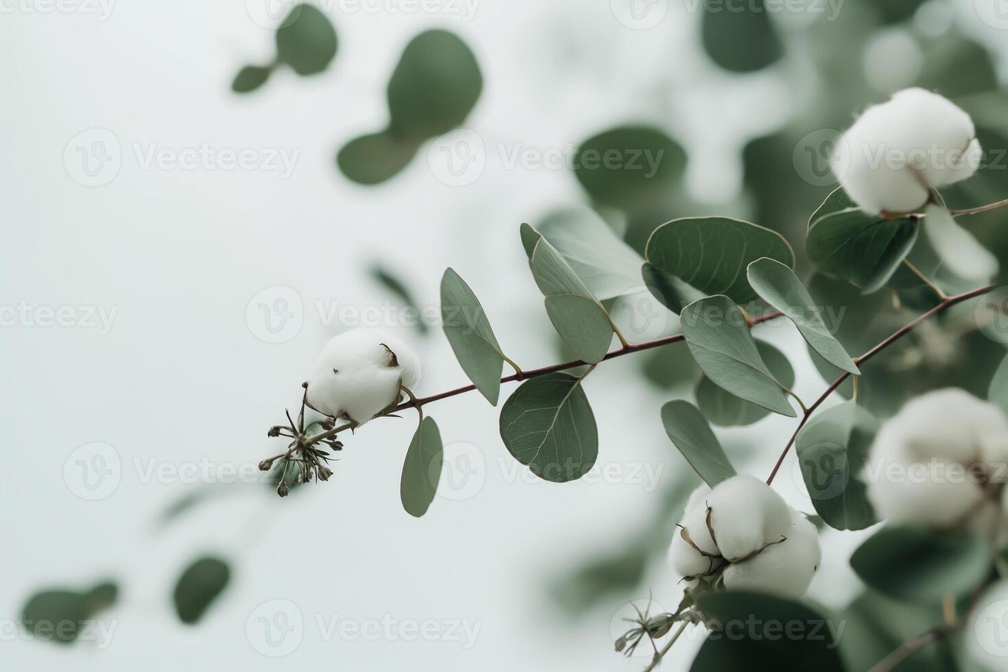 CloseUp of Cotton Bolls on Eucalyptus Branches with Soft Greenery in Natural Light photo