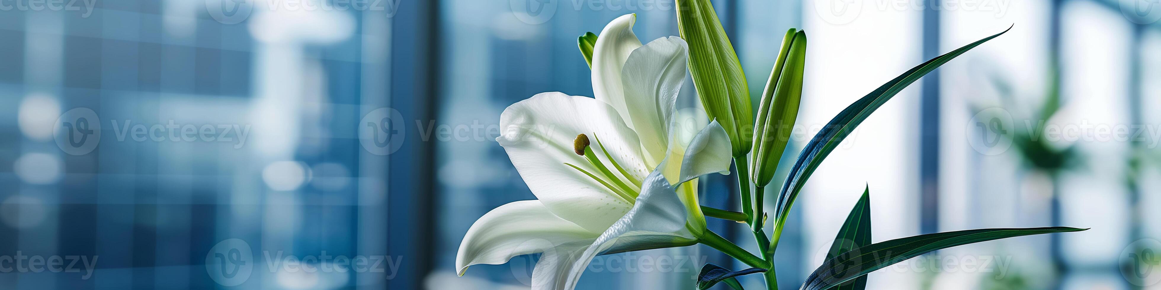 Elegant White Lily Blooming in Sunlit Modern Office Space photo