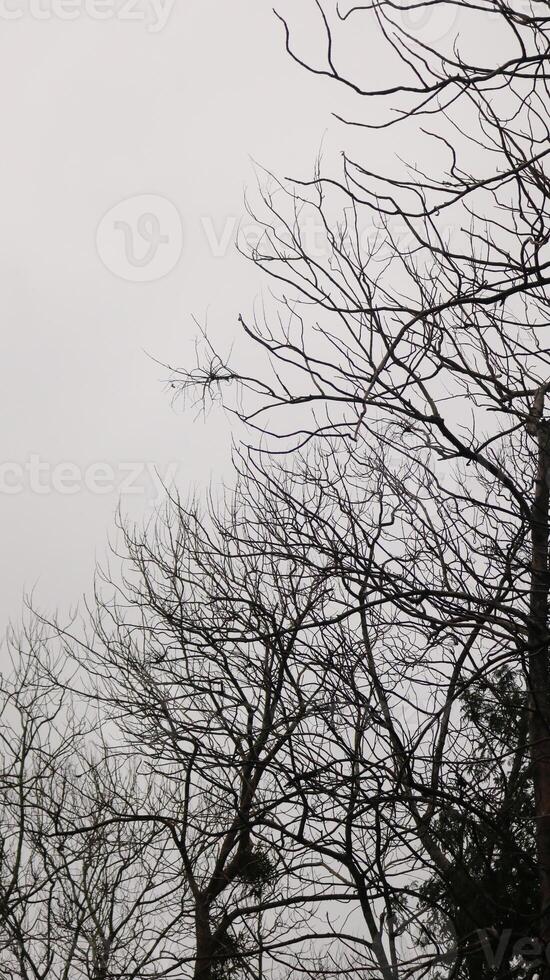 aesthetic deciduous tree photo