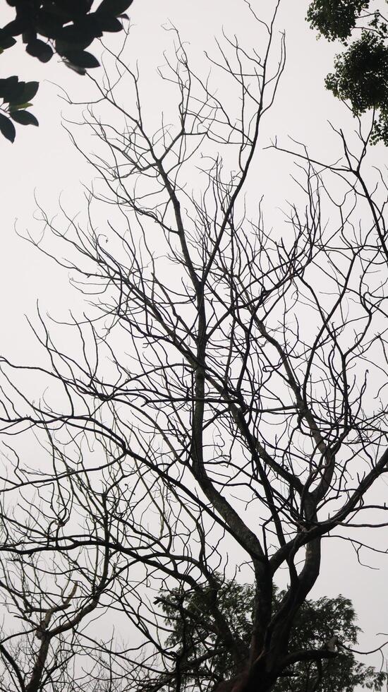beautiful deciduous tree photo