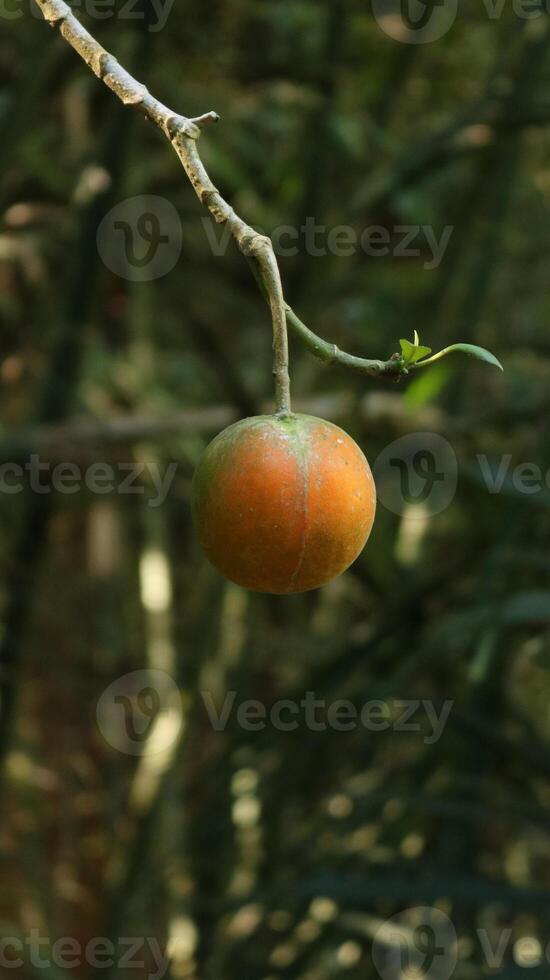Image of Tropical Fruit photo